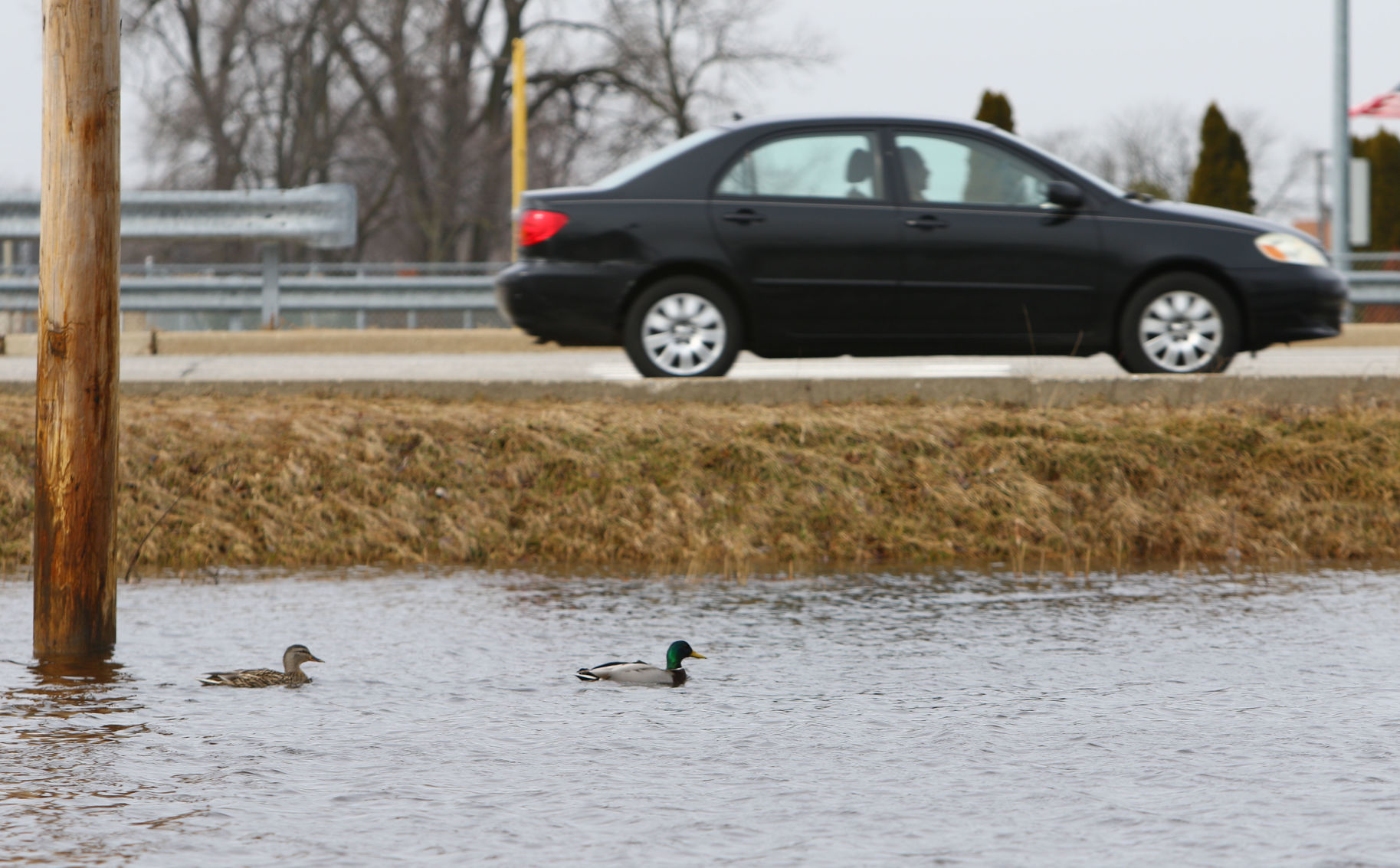 Ducks on flooded baseball field